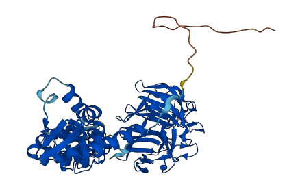 KLHL2 3D structure