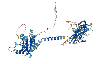 IL18RAP 3D structure