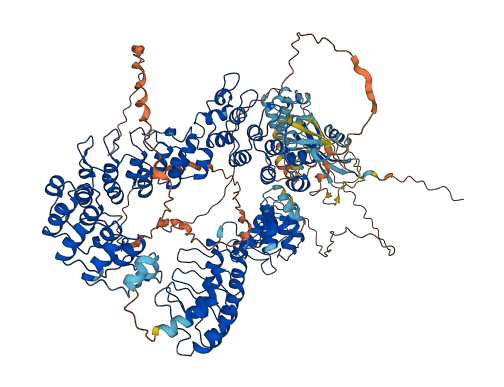 TNKS 3D structure