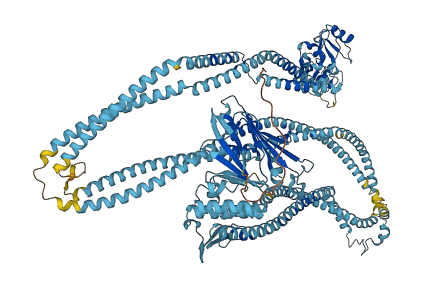 SMC2 3D structure