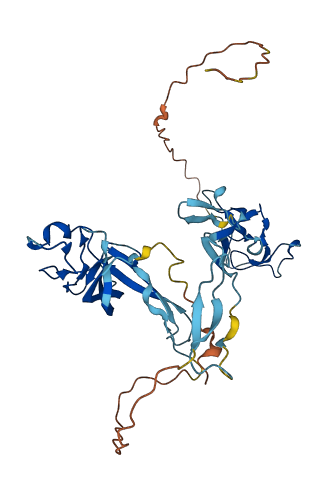 CCN4 3D structure