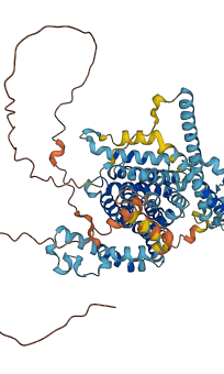 SLC34A2 3D structure