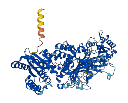 H6PD 3D structure