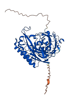 VNN1 3D structure