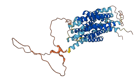 SLC2A10 3D structure
