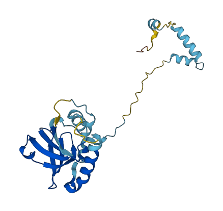 POP4 3D structure