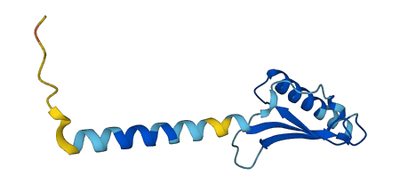 CXCL14 3D structure