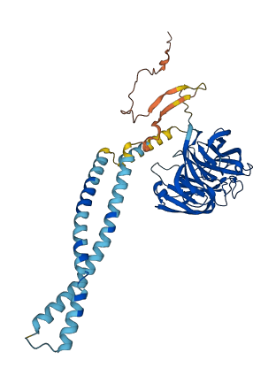 OLFM2 3D structure
