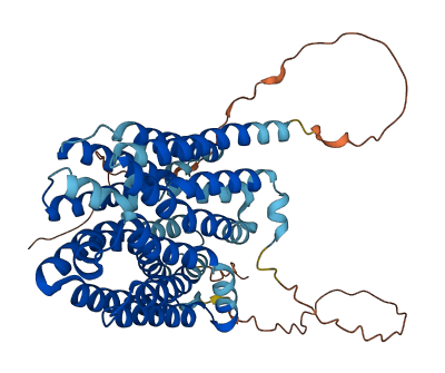 SLC16A8 3D structure