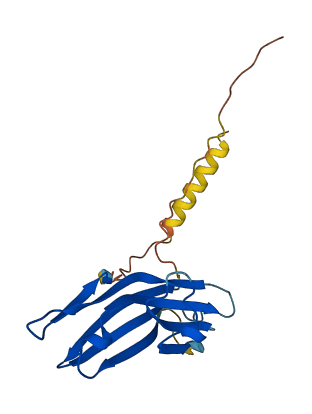 CD160 3D structure