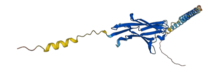 IGSF6 3D structure