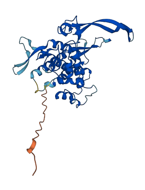 WNT11 3D structure