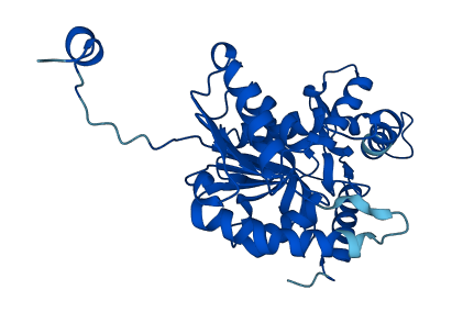 LDHA 3D structure