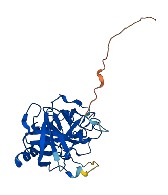 Klk1b3 3D structure