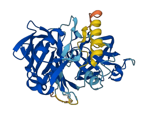 Ren2 3D structure