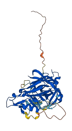 REN 3D structure
