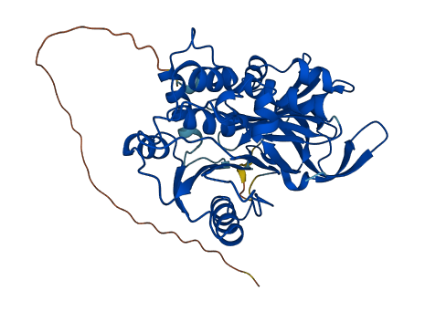SERPINA1 3D structure