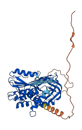 SERPINA3 3D structure