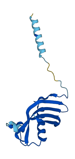 CST1 3D structure