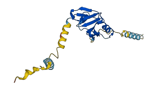 AVP 3D structure