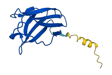 IGKV1D-33 3D structure