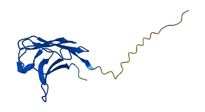 IGKV1D-16 3D structure