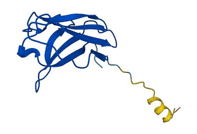 IGKV1D-12 3D structure