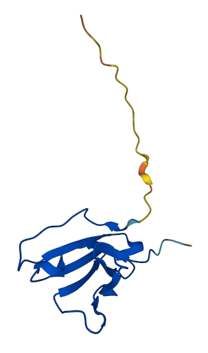 IGLV1-51 3D structure