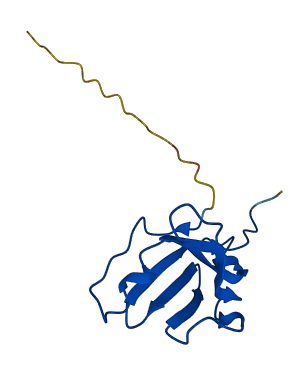 IGLV1-40 3D structure