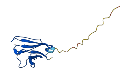 IGLV2-23 3D structure