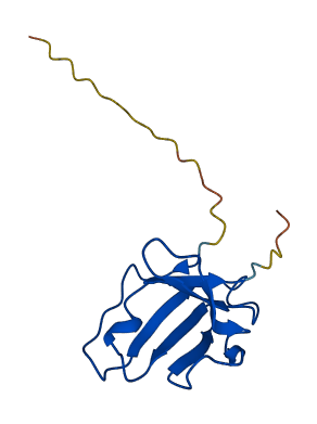 IGLV2-11 3D structure