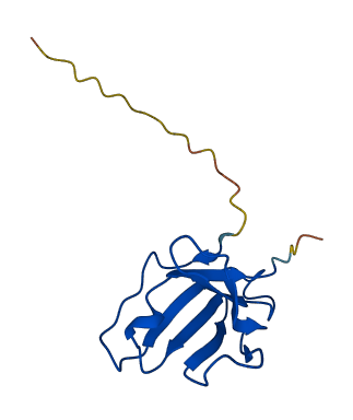 IGLV2-8 3D structure