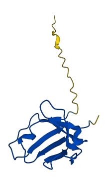 IGLV3-19 3D structure