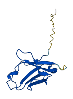 IGLV3-1 3D structure