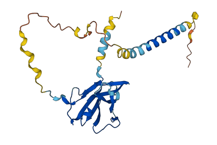 CD8A 3D structure