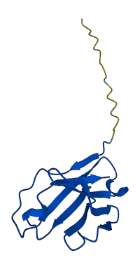 Ighv1-61 3D structure