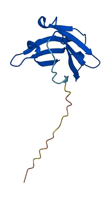 Ighv1-62-3 3D structure