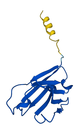 IGHV3-13 3D structure