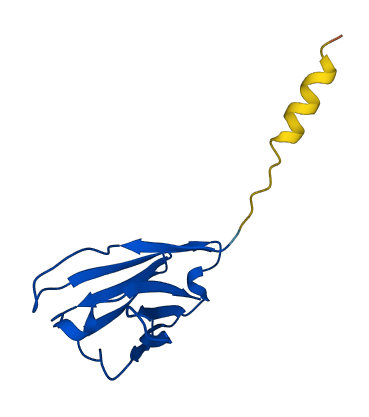 IGHV3-30 3D structure