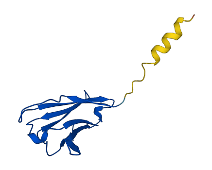 IGHV3-33 3D structure