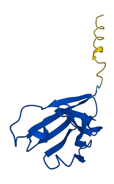 IGHV3-7 3D structure