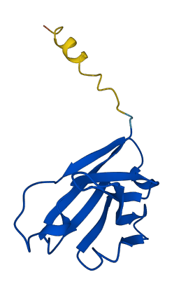 IGHV3-9 3D structure