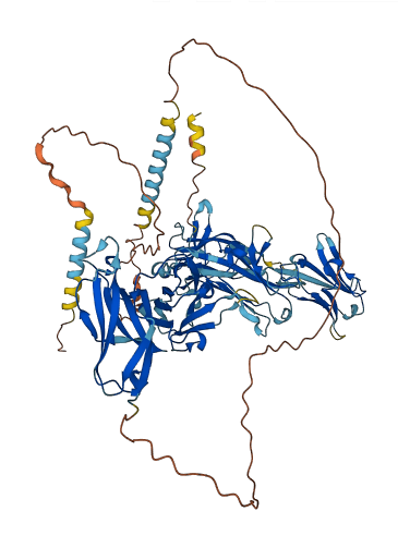PIGR 3D structure
