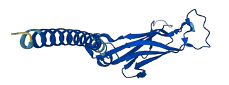 TRBC1 3D structure