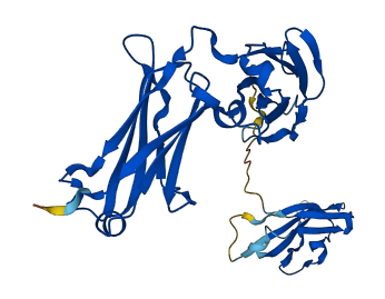 IGHG1 3D structure