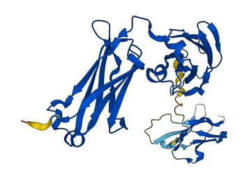IGHG2 3D structure