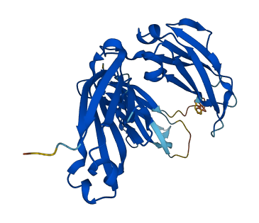 IGHG4 3D structure