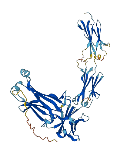 IGHM 3D structure