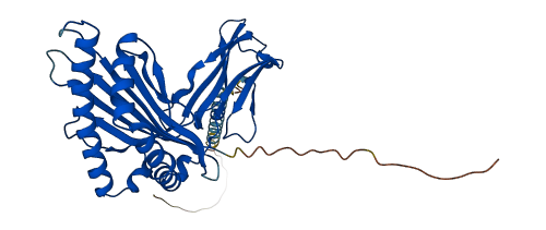 HLA-H 3D structure
