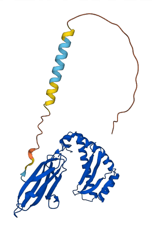 H2-D1 3D structure
